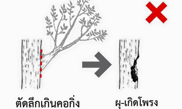 รวมวิธีตัดต้นไม้อย่างไรให้ต้นไม้สุขภาพดี ไม่ล้มทับเป็นอันตรายคนอื่น