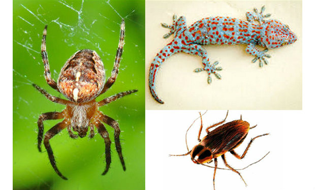 เกมทายใจทายนิสัยจากสัตว์ที่คุณเกลียด