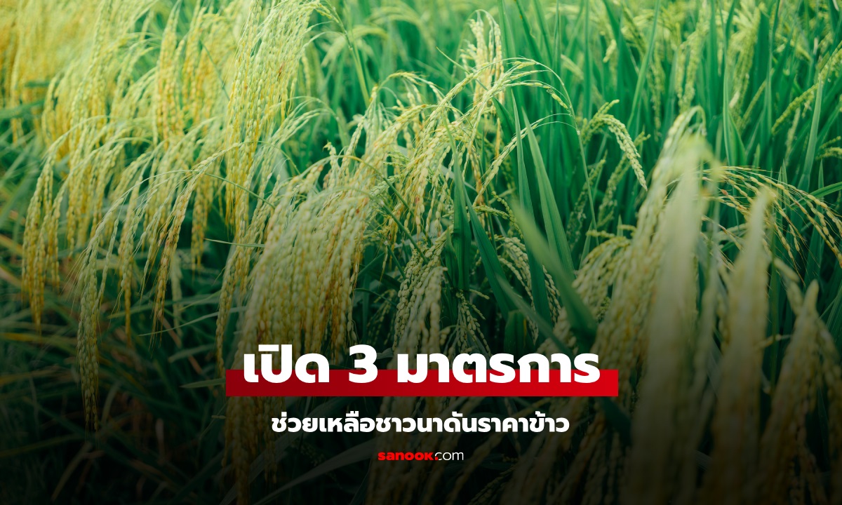 พาณิชย์ เคาะ 3 มาตรการช่วยชาวนา แก้ไขปัญหาราคาข้าวตกต่ำ