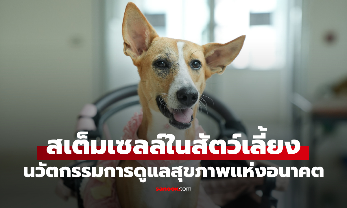 ครั้งแรกในไทย! นวัตกรรมสเต็มเซลล์สัตว์เลี้ยง รับเทรนด์ Pet Parenting บูม