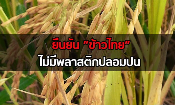 ยืนยันข้าวไทยไม่มีพลาสติกปลอมปน