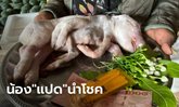 ฮือฮาทั้งตำบล ลูกหมูประหลาด เกิดมามี 8 ขา ชาวบ้านไม่พลาดส่องเลขเด็ดงวดนี้